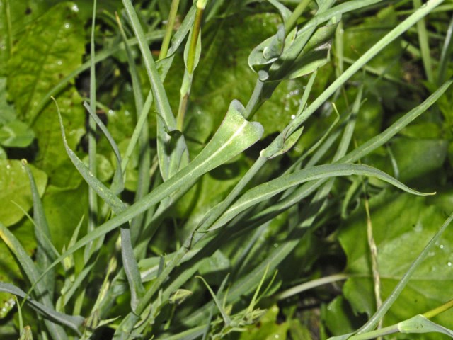 Tragopogon pratensis / Barba di becco